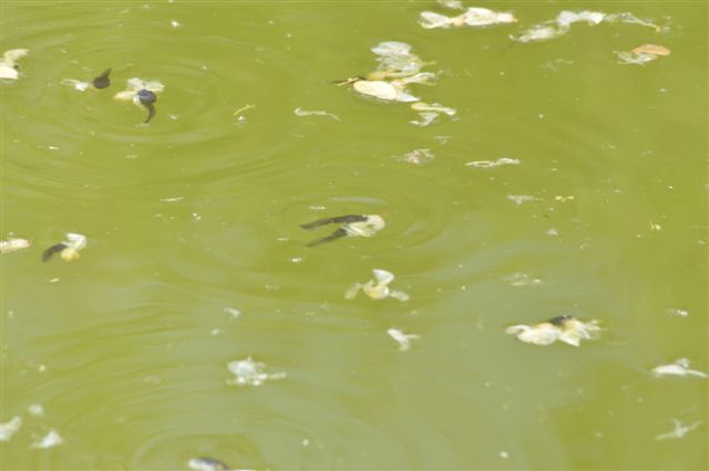 Girini in piscina... - rospo smeraldino